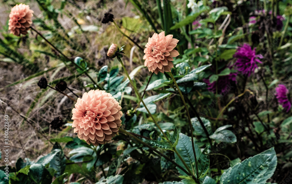 Beautifull flowers Beautifull flowers