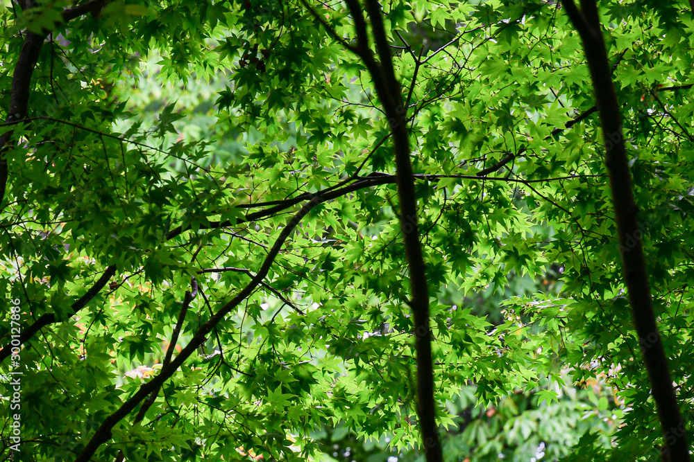 Fototapeta premium 日本庭園のイメージ