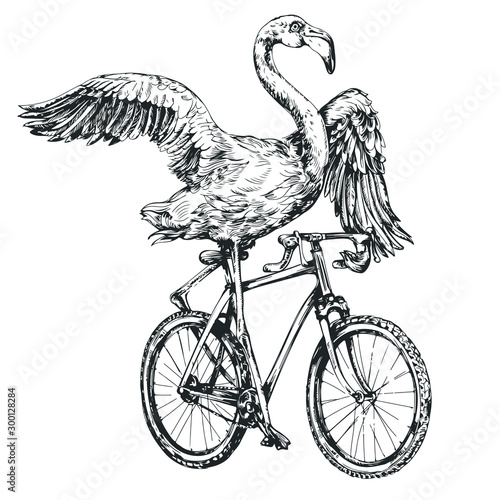Flamingo on a bicycle engraving style vector