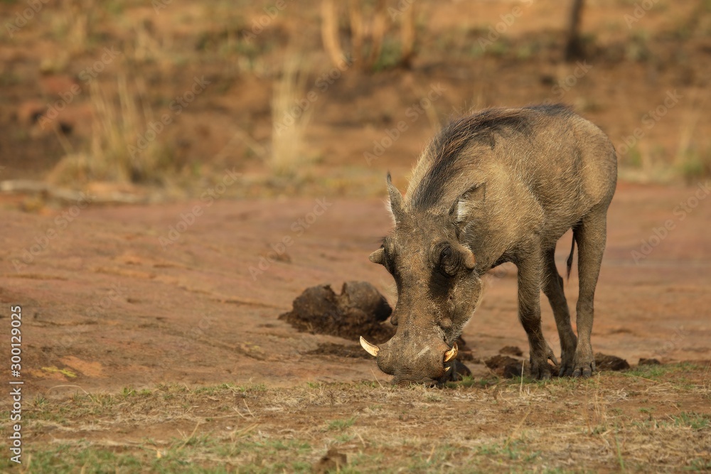 The common warthog (Phacochoerus africanus) going to the waterhole in evening sun. Red sand in Kalahari desert in background. The common warthog (Phacochoerus africanus) going to the waterhole in evening sun. Red sand in Kalahari desert in background.