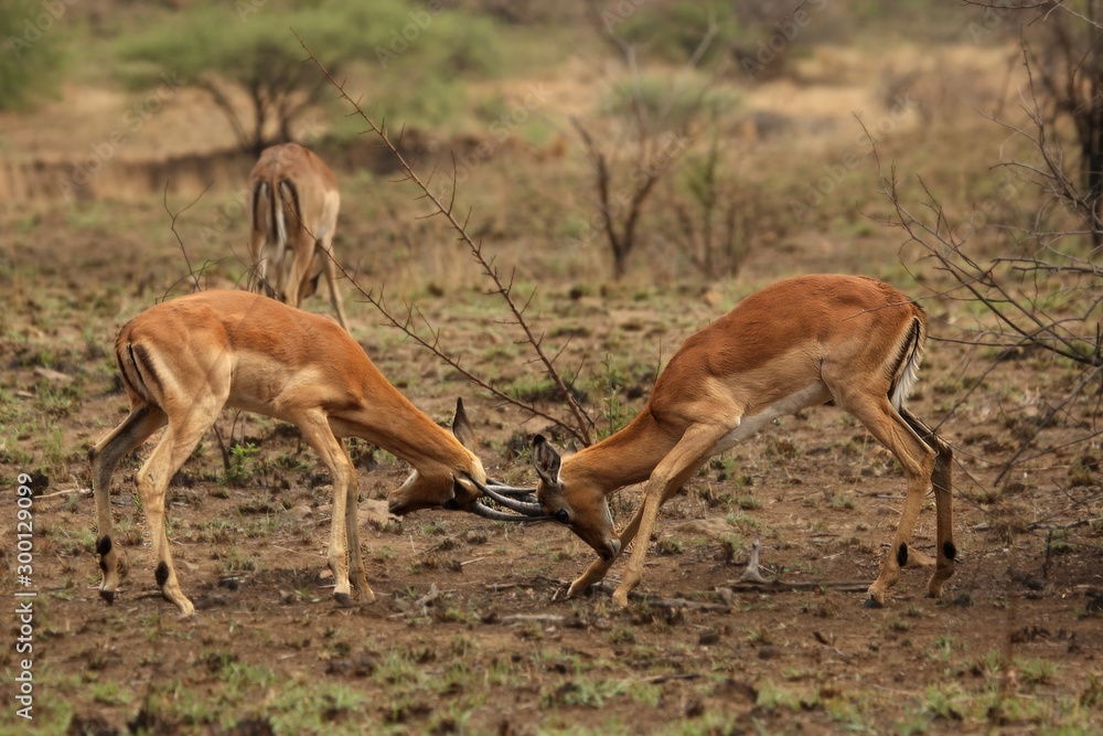 Two impalas (Aepyceros melampus) males fighting in Pilanesberg game reserve. Impalas fighting after rain.