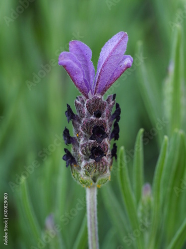 Lavandula Stoechas 'Anouk', Lavandula pedunculata, French Lavender photo