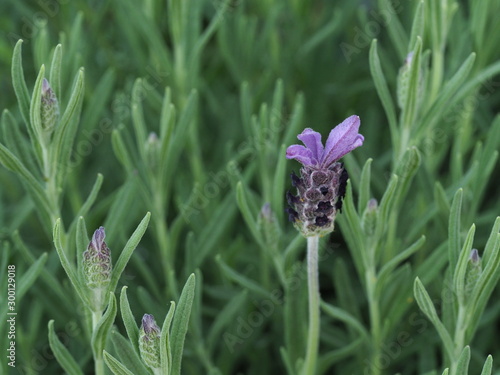 Lavandula Stoechas 'Anouk', Lavandula pedunculata, French Lavender photo