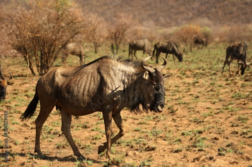 A blue wildebeest  Connochaetes taurinus  calmly walking in dry landscape in evening sun.