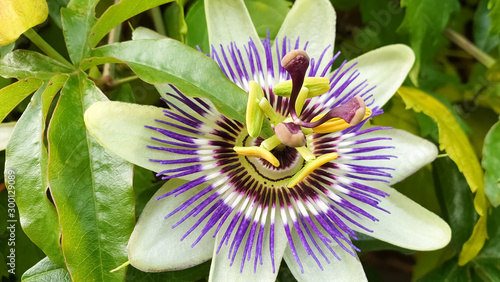 Tableau sur toile Detailed image of Passiflora incarnata or purple passionflower