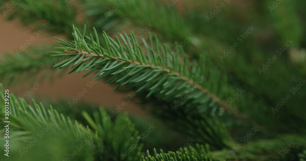 Closeup shot of spruce twigs indoor