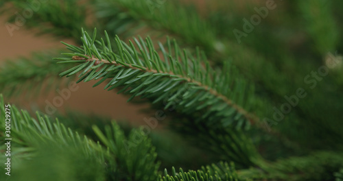 Closeup shot of spruce twigs indoor