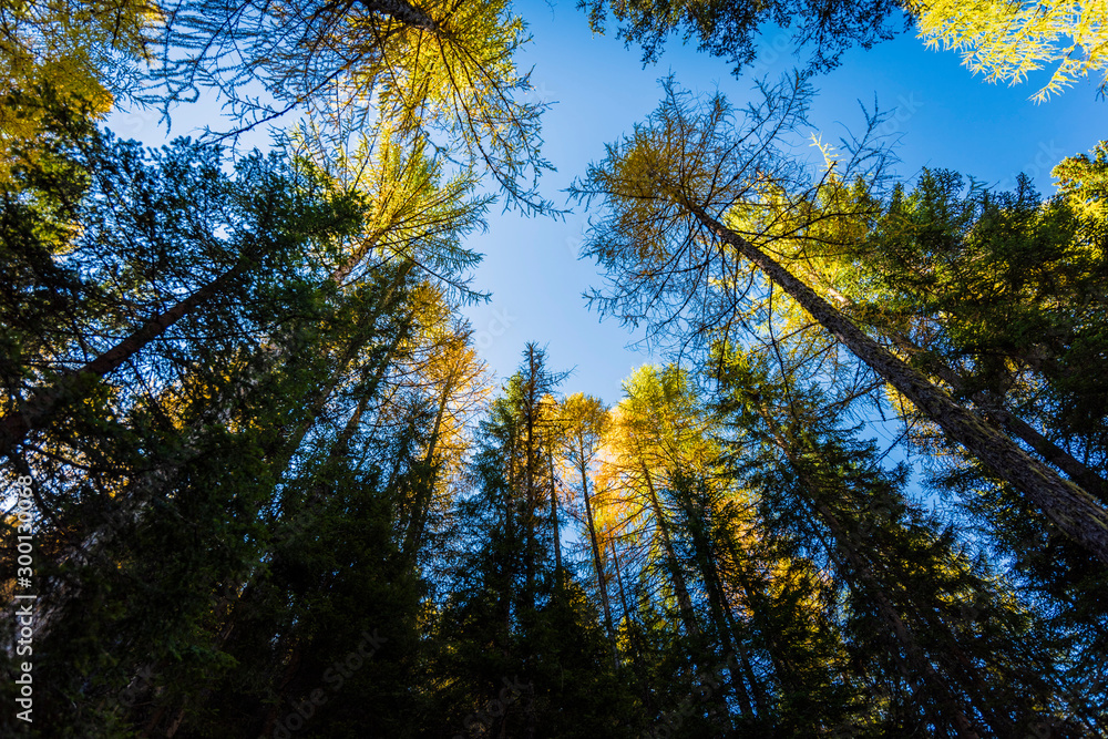 Autumn magic. The golden larches frame the magical colors of the woods in the Dolomites. Cortina d'Ampezzo. Italy Autumn magic. The golden larches frame the magical colors of the woods in the Dolomites. Cortina d'Ampezzo. Italy