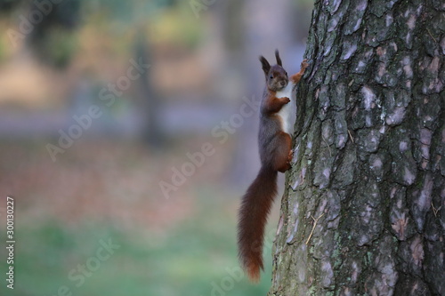 squirrel on tree, Poland © Robert