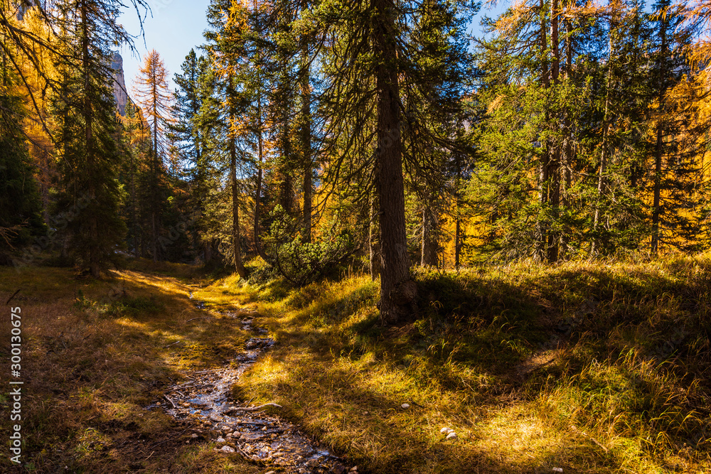 Autumn magic. The golden larches frame the magical colors of the woods in the Dolomites. Cortina d'Ampezzo. Italy