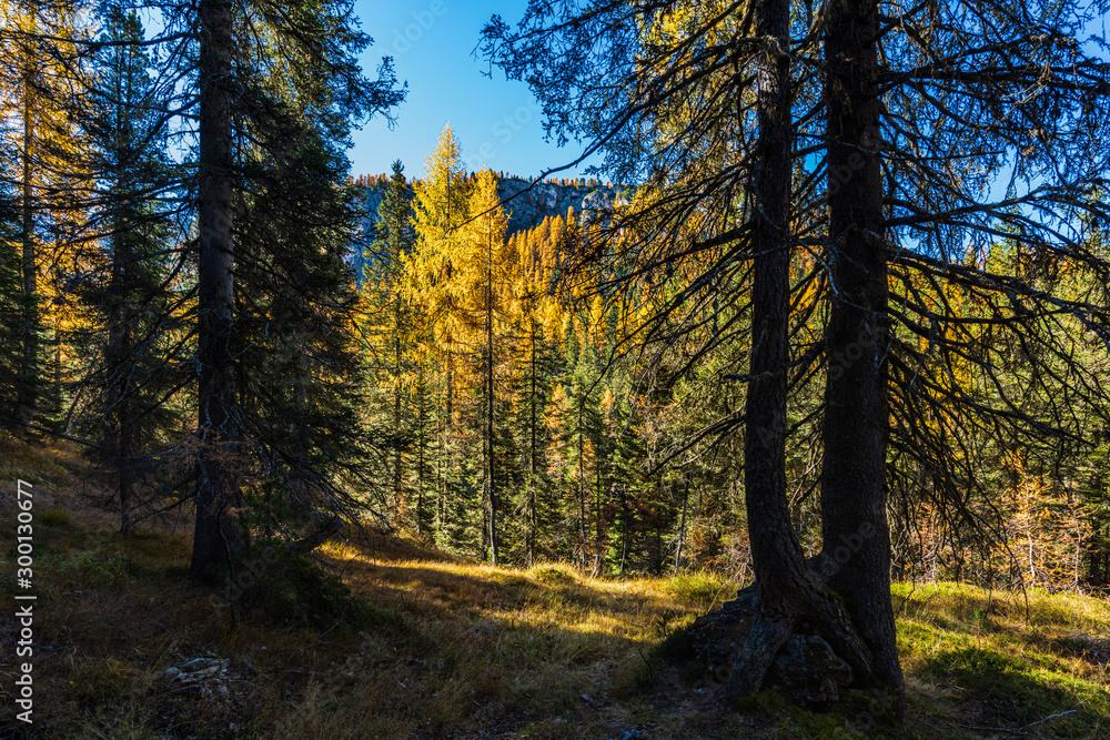 Fototapeta premium Autumn magic. The golden larches frame the magical colors of the woods in the Dolomites. Cortina d'Ampezzo. Italy
