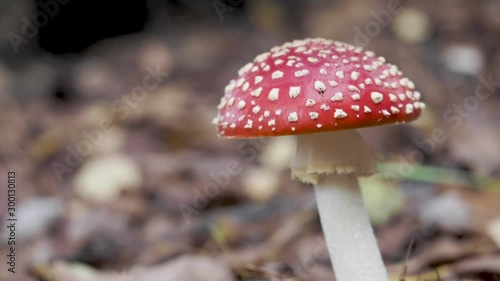 Pan shot - Fly Agaric Fungi in Grass photo