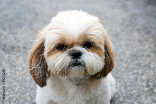 Portrait of a dog Shihtzu