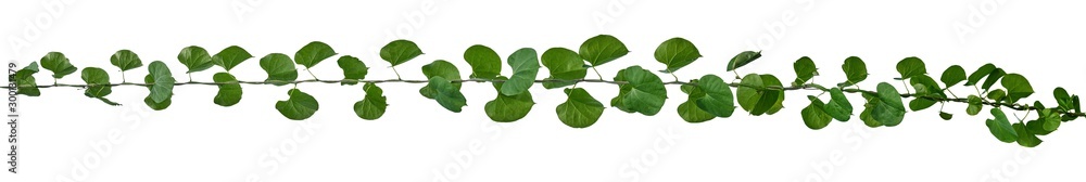 Green leaves Vine isolated, ivy jungle creeper tropical against white background. Have clipping path Green leaves Vine isolated, ivy jungle creeper tropical against white background. Have clipping path