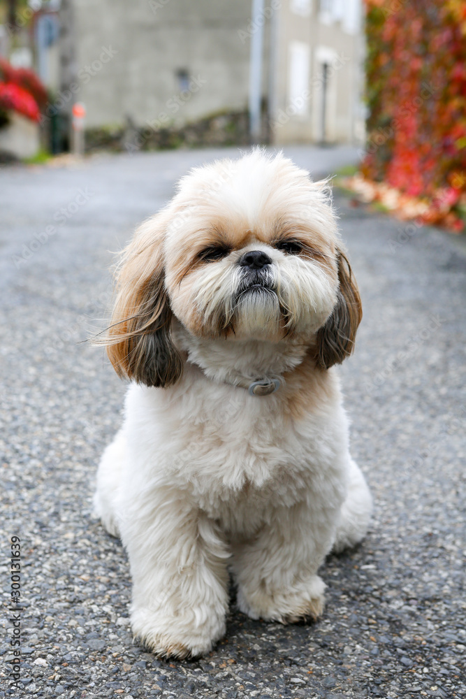 Portrait of a dog Shihtzu Portrait of a dog Shihtzu