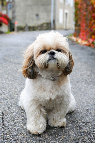 Portrait of a dog Shihtzu