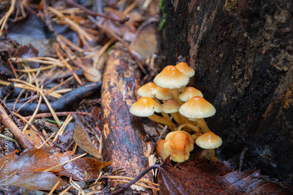Mushroom in the forest. Poisonous mushrooms Mushroom in the forest. Poisonous mushrooms