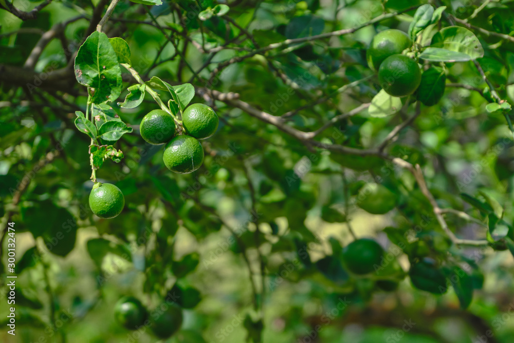 Fototapeta premium Lemon on the tree outdoor