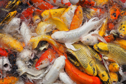 Many koi fish are waiting to eat in the pond for background, Fancy carp, Mirror carp