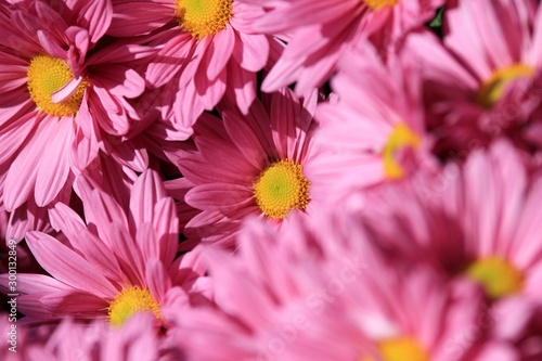 Pink chrysanthemums close up in the garden