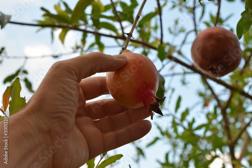 hand picking a ripe pomegranate photo