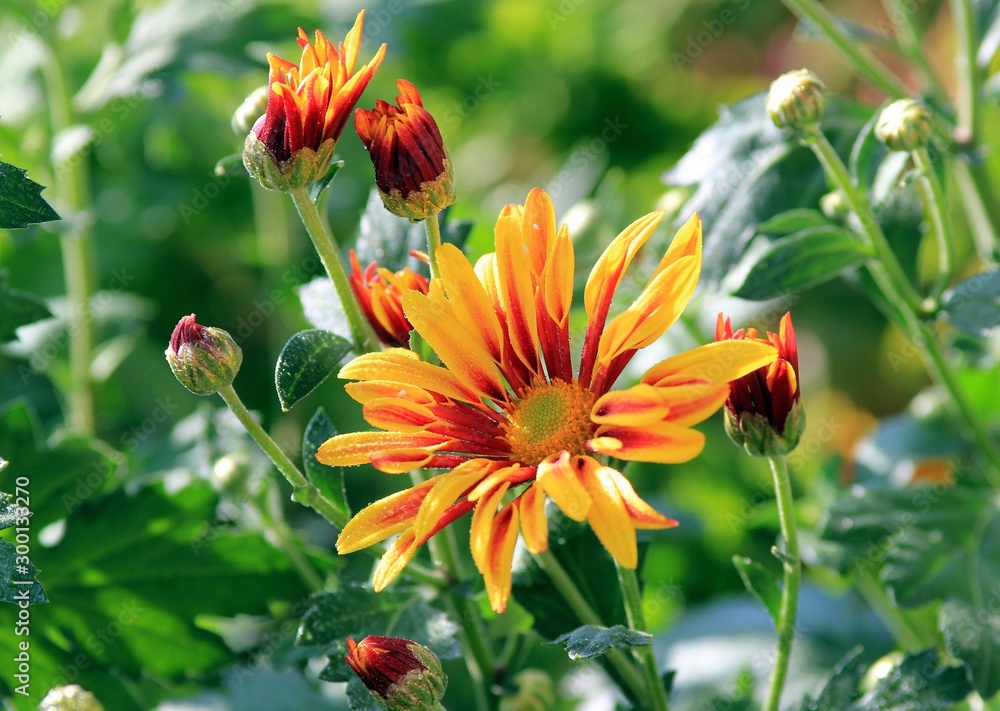 Flowers of two-tone yellow-red chrysanthemum close-up Flowers of two-tone yellow-red chrysanthemum close-up