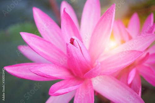 Beautiful pink lotus flower in nature with sunrise for background, close up