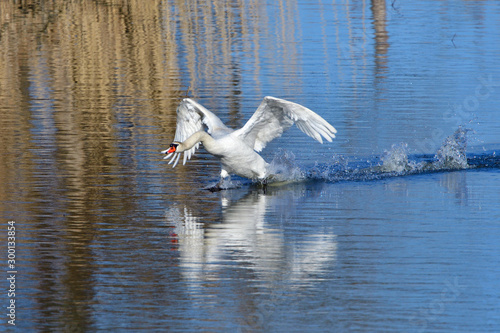 Höckerschwan im Kampfmodus