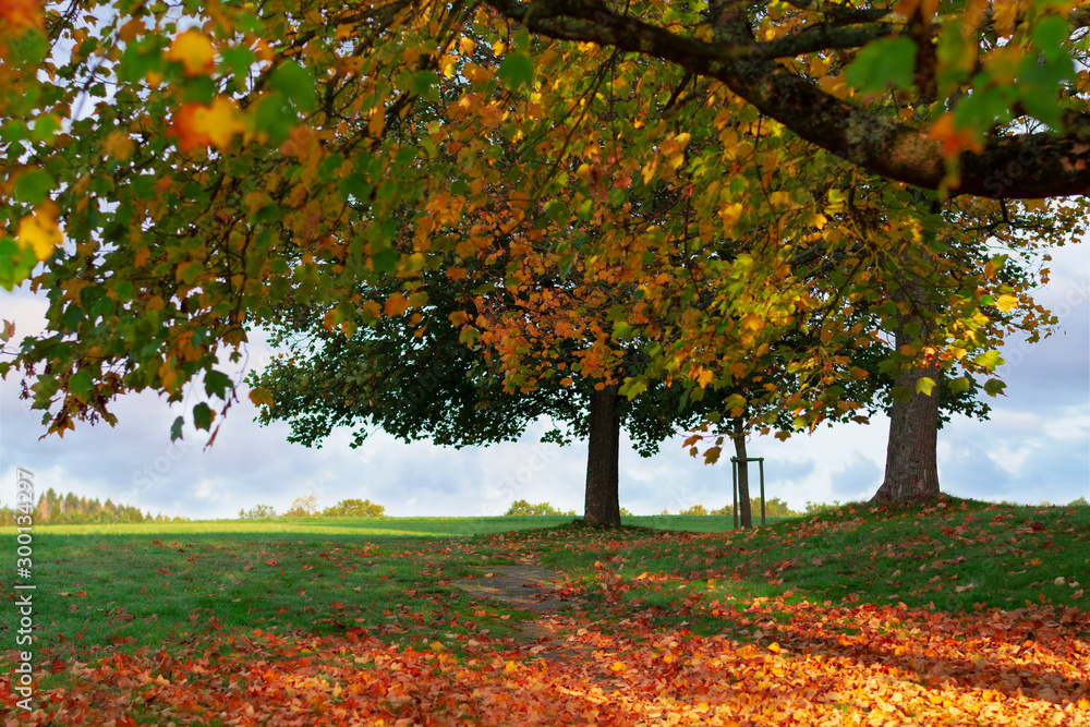 Naklejka premium Autumn in the park. Autumn leaves in the forest