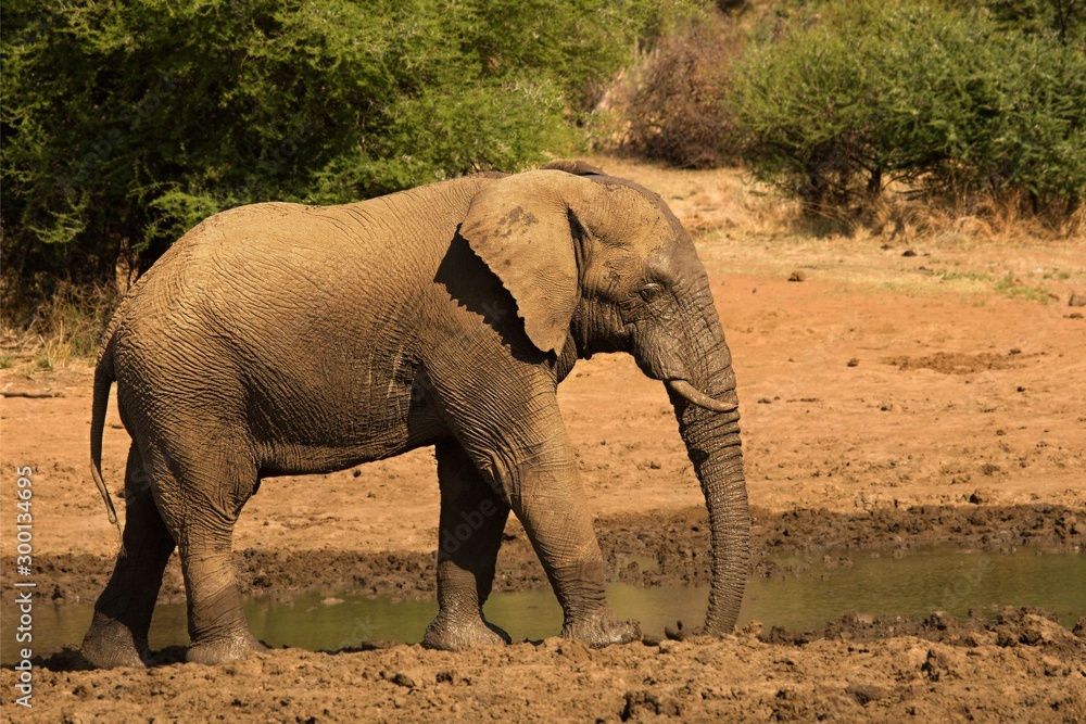 Fototapeta premium African bush elephant (Loxodonta africana) drinking water form the lake in evening sun. Green background.