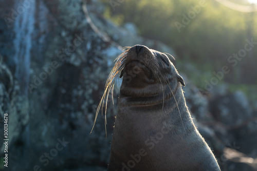 Sea Lion sunbathing