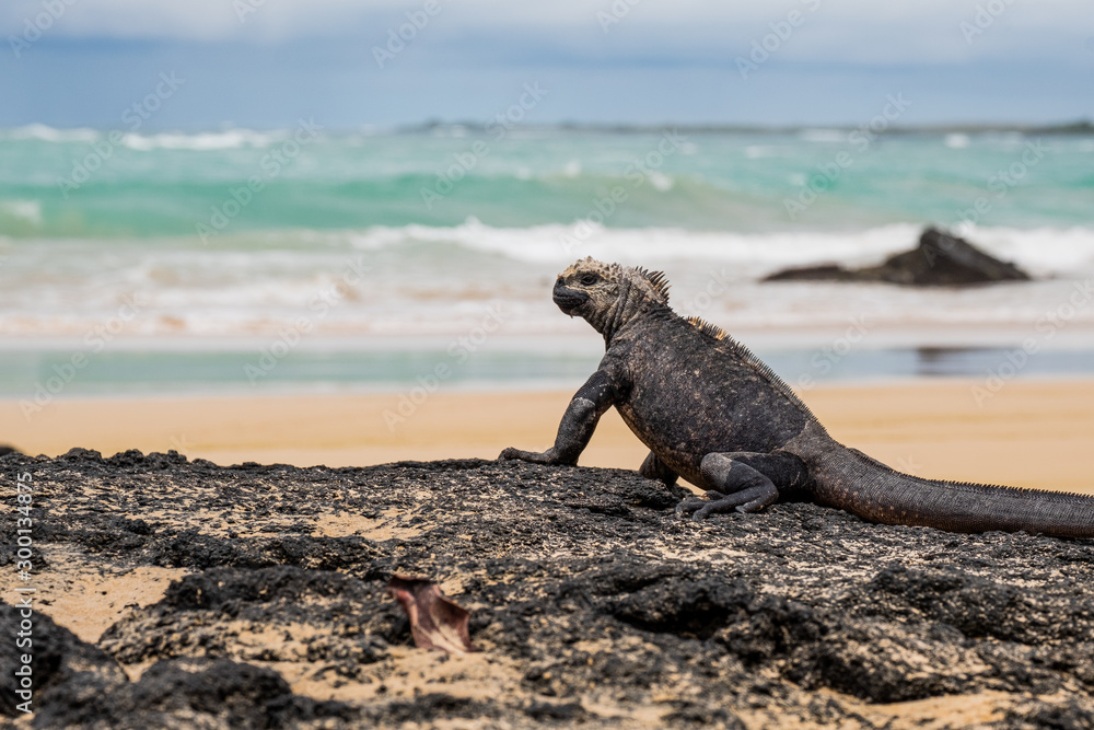Fototapeta premium Iguana at the beach
