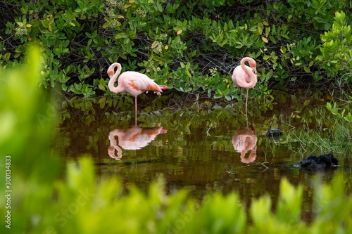 Galapagos Flamingos