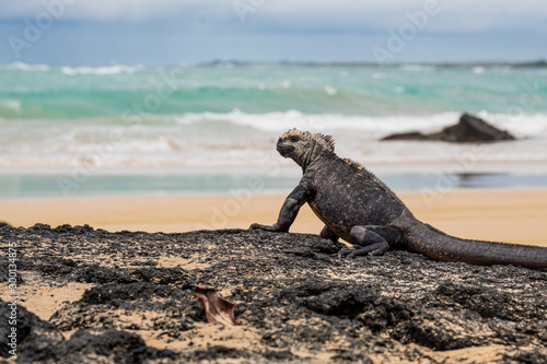 Iguana at the beach