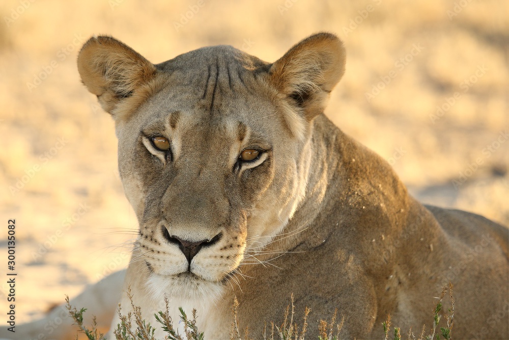 Fototapeta premium Lioness (Panthera leo) in Kalahari desert and looking for the rest of his pride in morning sun. Dry bush in background. Lioness portrait up to close.