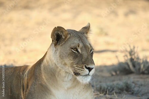 Lioness (Panthera leo) in Kalahari desert and looking for the rest of his pride in morning sun. Dry bush in background. Lioness portrait up to close.