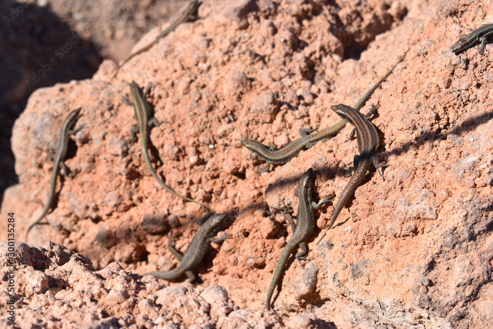 small lizards on a stone - can bes used as a background small lizards on a stone - can bes used as a background