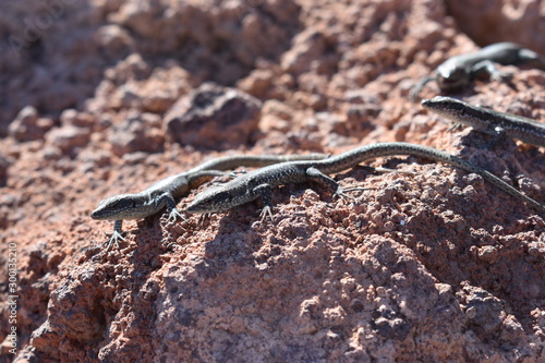 small lizards on a stone - can bes used as a background