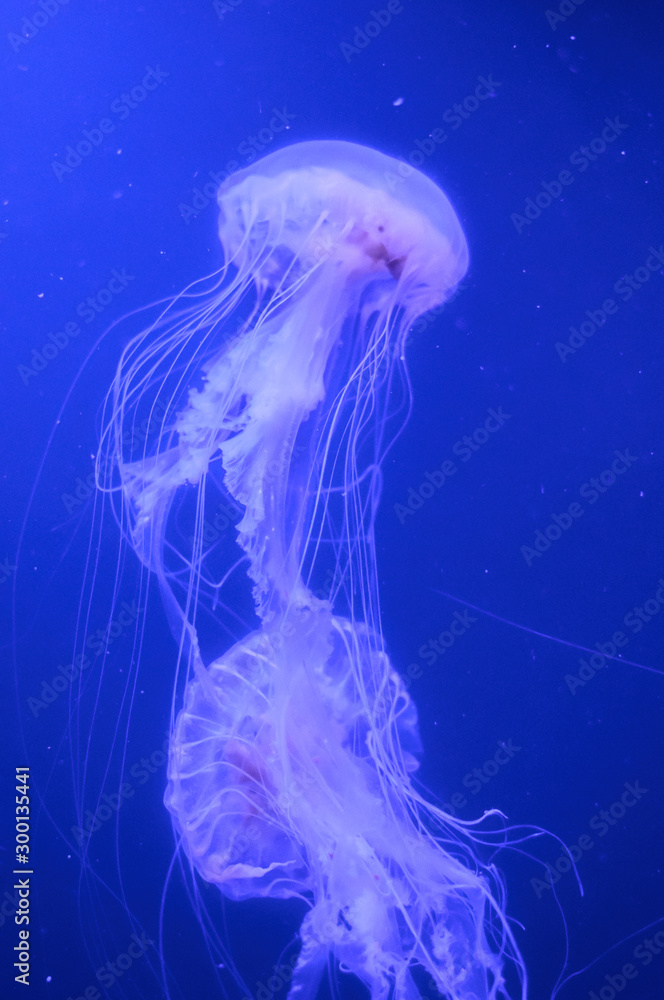 beautiful jellyfish in a large aquarium in the aquarium beautiful jellyfish in a large aquarium in the aquarium