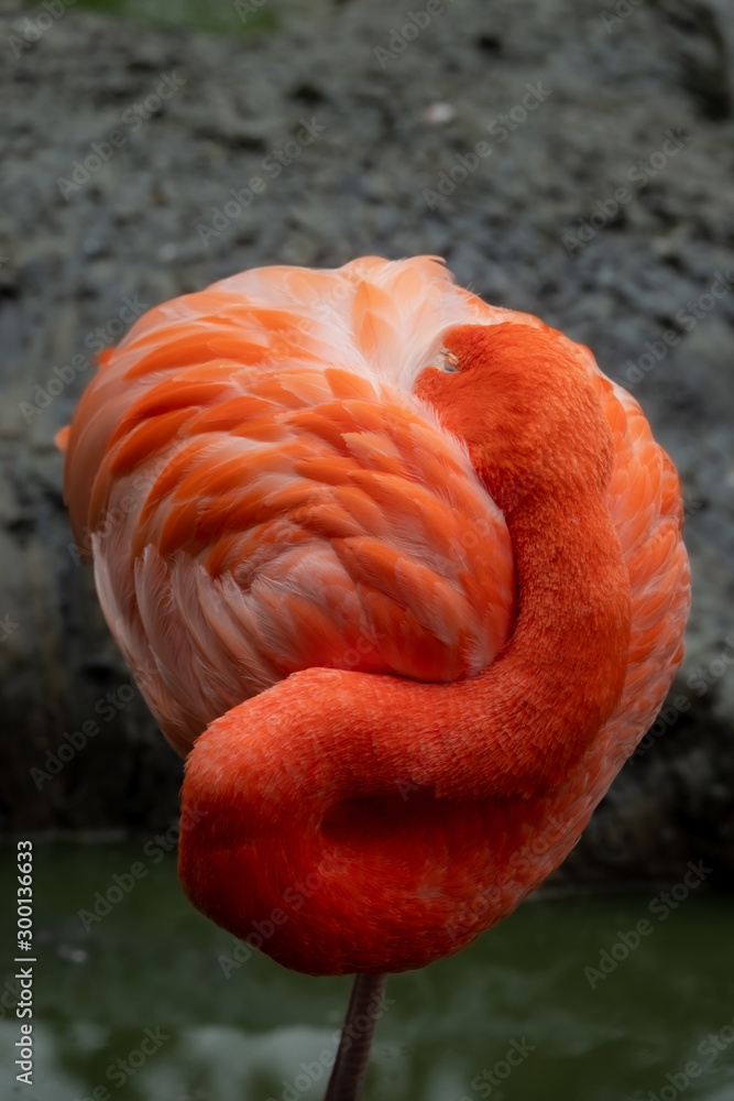 Fototapeta premium Roter Flamingo verdrehter Hals