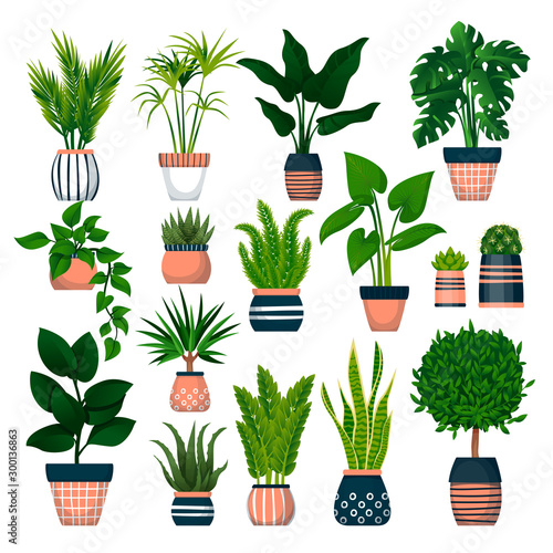 Home plants in pots, isolated on white background. Vector flat cartoon illustration of green potted houseplants