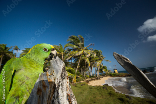 Yellow-crowned parrot on little corn island
