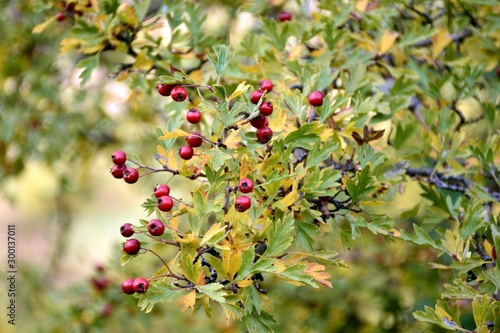 Ramas de un majuelo, Crataegus monogyna, llenas de frutos rojos, majoletas en su árbol photo