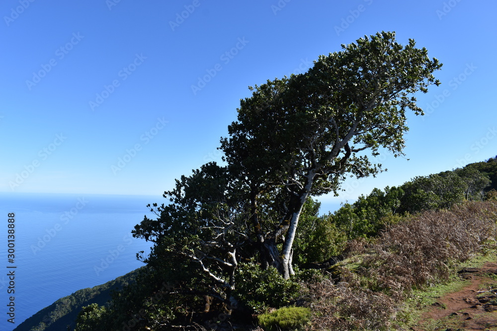 Obraz premium On the way to the hiking at the Fairy forest in Fanal with ancient laurel trees in Madeira, Portugal