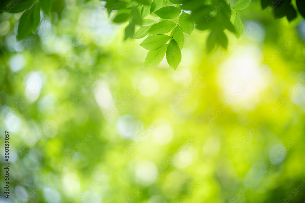 Nature of green leaf in garden at summer. Natural green leaves plants using as spring background cover page greenery environment ecology wallpaper Nature of green leaf in garden at summer. Natural green leaves plants using as spring background cover page greenery environment ecology wallpaper