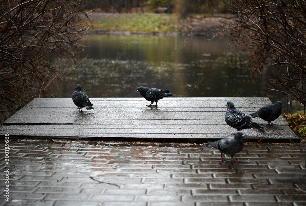 Fototapeta premium pigeons near the lake on autumn background