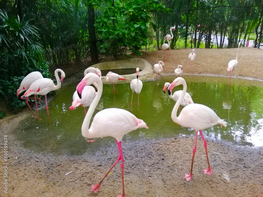 pink flamingo in the zoo pink flamingo in the zoo