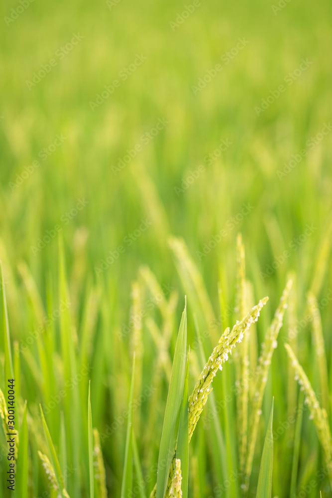 Rice in field conversion test at North Thailand,rice yellow color,Close up grain,abstract nature