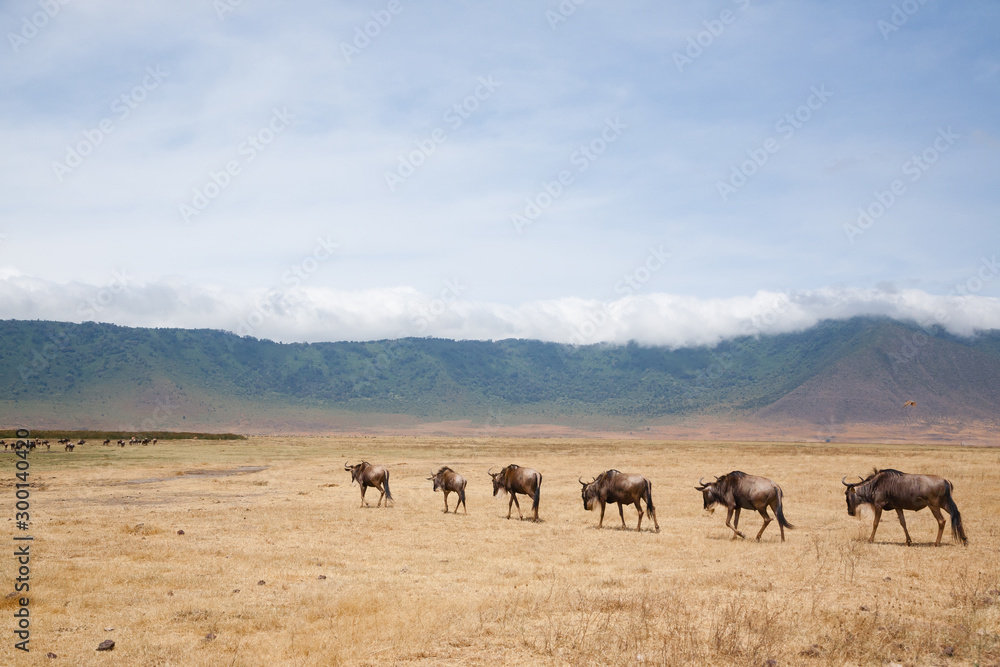 Wildebeest on Ngorongoro Conservation Area crater, Tanzania