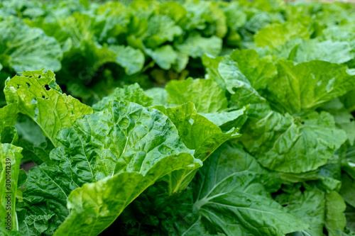 Chinese cabbage field_3513